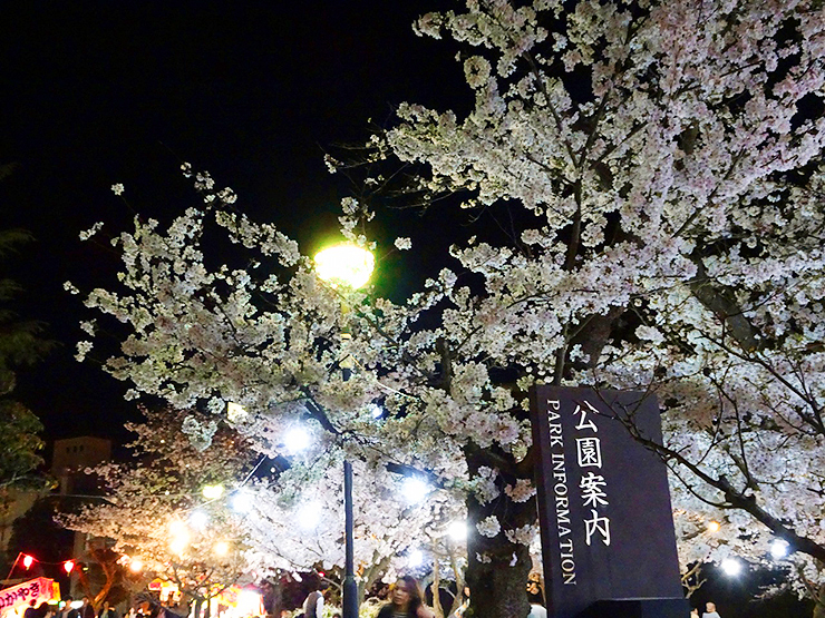 【道後公園 お花見2025 愛媛/松山市】 約300本の桜が彩る散歩スポット