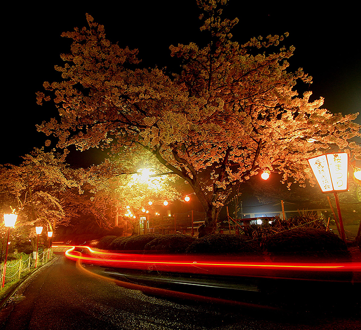 【三島公園桜まつり2025 愛媛/四国中央市】 瀬戸内海の絶景と一緒に楽しむ春の賑わい