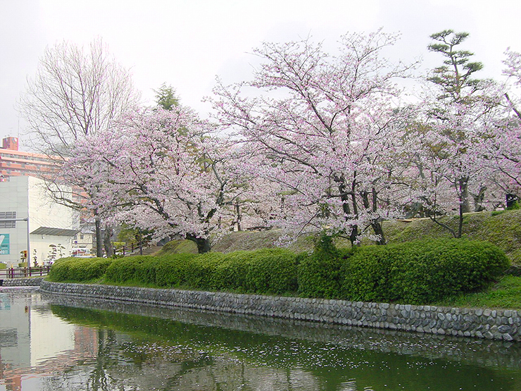 【道後公園 お花見2025 愛媛/松山市】 約300本の桜が彩る散歩スポット