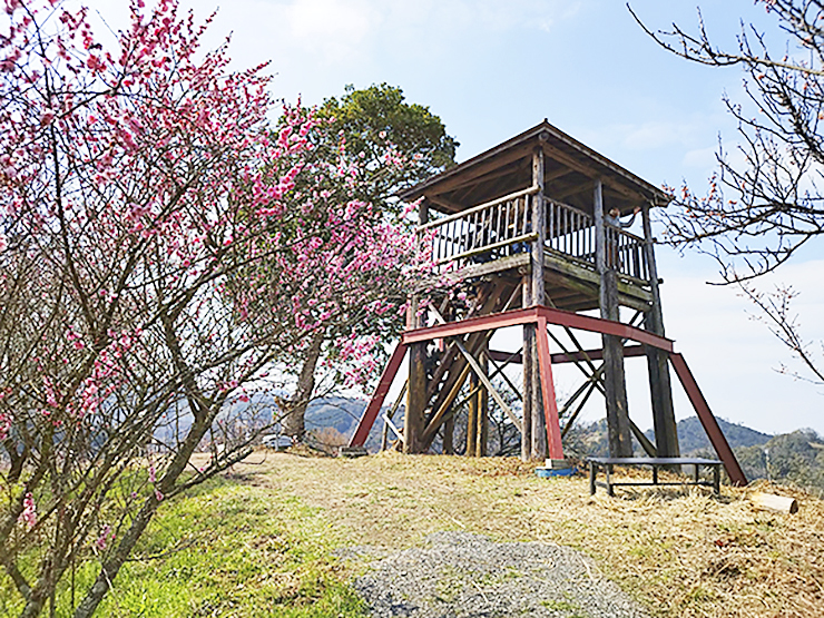 【第35回 七折梅まつり 愛媛/砥部町】 今年も七折梅まつりの季節が到来