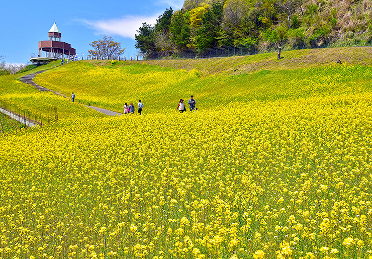 【翠波高原 お花見2025 愛媛/四国中央市】 花の名所で春のお花見をしよう