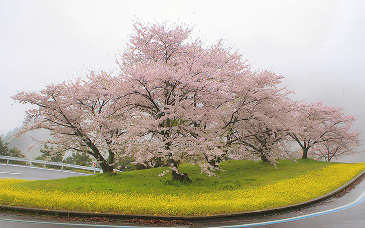【翠波高原 お花見2025 愛媛/四国中央市】 花の名所で春のお花見をしよう