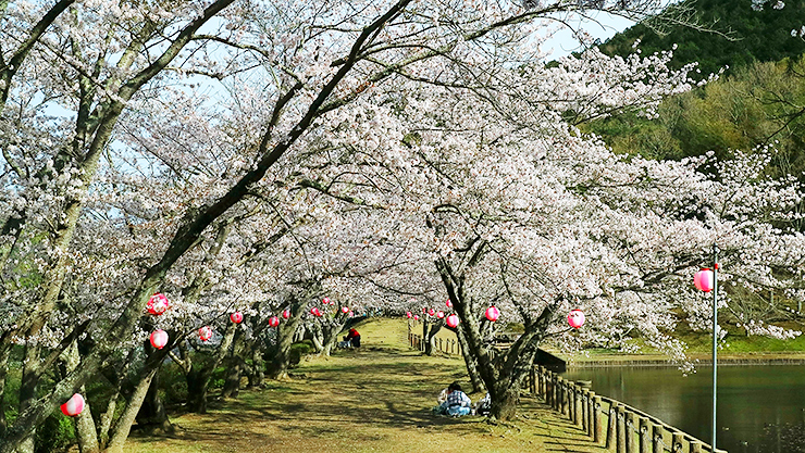 【宇和運動公園桜まつり 愛媛/西予市】 お腹も心も大満足！ 地元愛溢れるお祭りで春を満喫
