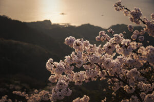 【いわぎ桜まつり2025 愛媛/上島町】 桜×海の絶景！ 満開の桜とご当地グルメで春の思い出を作ろう