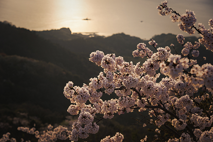 【いわぎ桜まつり2025 愛媛/上島町】 桜×海の絶景！ 満開の桜とご当地グルメで春の思い出を作ろう