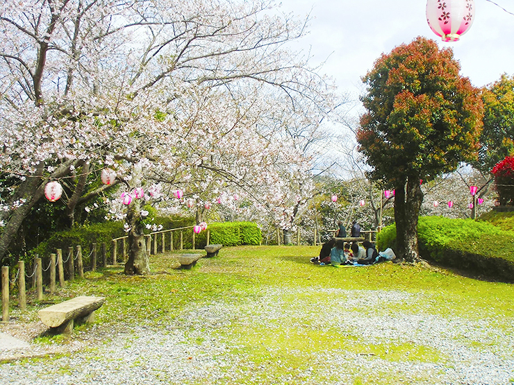 【南レク城辺公園大森山桜園 桜まつり2025 愛媛/愛南町】 約3000本が咲き誇る桜の宝庫