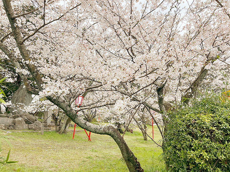 【武丈公園 お花見2025 愛媛/西条市】 加茂川沿いの桜並木で春を満喫