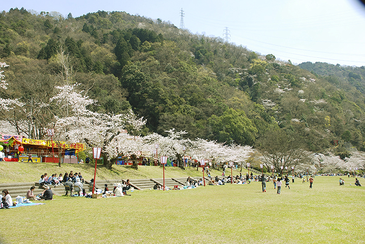 【武丈公園 お花見2025 愛媛/西条市】 加茂川沿いの桜並木で春を満喫