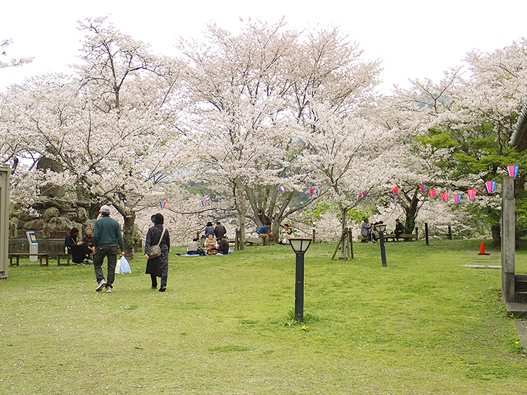 【第77回 観光さくらまつり 愛媛/大洲市】 城山公園・冨士山公園・八多喜祇園公園を巡る春の旅