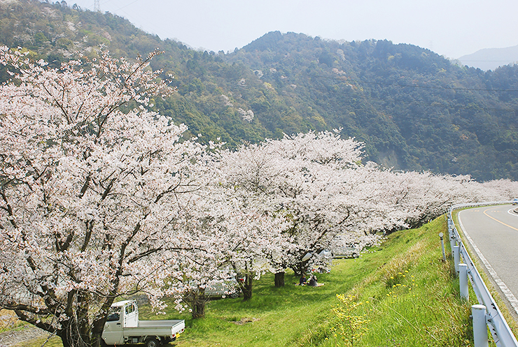 【武丈公園 お花見2025 愛媛/西条市】 加茂川沿いの桜並木で春を満喫