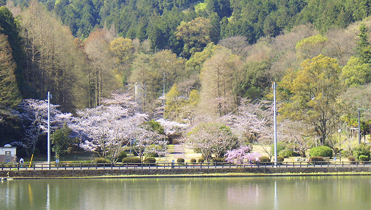 【滝の宮公園 お花見2025 愛媛/新居浜市】 ソメイヨシノ・陽光・山桜が咲き誇る桜の名所