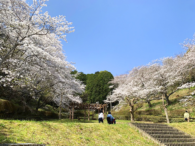 【南レク城辺公園大森山桜園 桜まつり2025 愛媛/愛南町】 約3000本が咲き誇る桜の宝庫