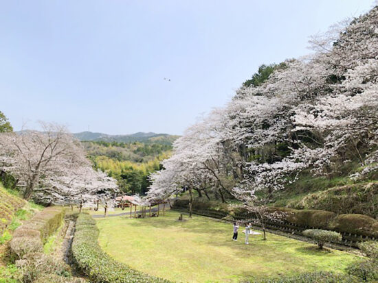 南レク城辺公園大森山桜園_桜まつり2025_1