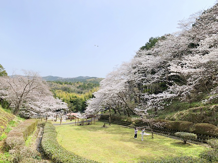 【南レク城辺公園大森山桜園 桜まつり2025 愛媛/愛南町】 約3000本が咲き誇る桜の宝庫