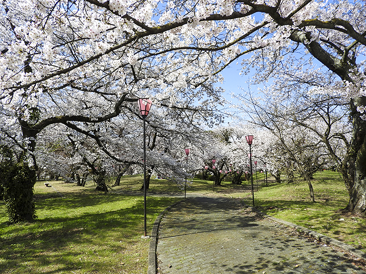 【すすきヶ原入野公園 春まつり2025 愛媛/四国中央市】 桜の名所でのんびり春時間