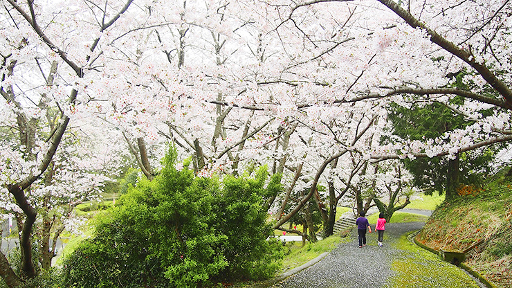 【南レク城辺公園大森山桜園 桜まつり2025 愛媛/愛南町】 約3000本が咲き誇る桜の宝庫