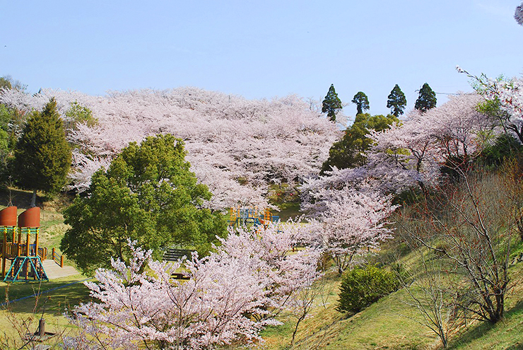 【開山公園 お花見2025 愛媛】 瀬戸内海の多島美を彩る約1000本のソメイヨシノ