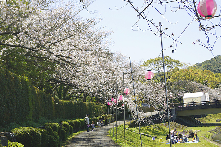 【南楽園外堀桜まつり2025 愛媛/宇和島市】 夜桜も絶景の愛媛桜名所で写真映え間違いなし！