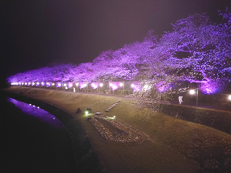 【南楽園外堀桜まつり2025 愛媛/宇和島市】 夜桜も絶景の愛媛桜名所で写真映え間違いなし！