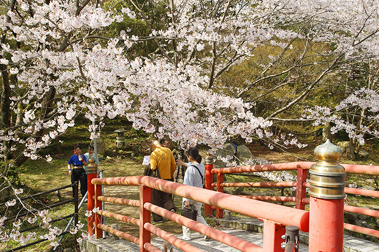 【いわぎ桜まつり2025 愛媛/上島町】 桜×海の絶景！ 満開の桜とご当地グルメで春の思い出を作ろう