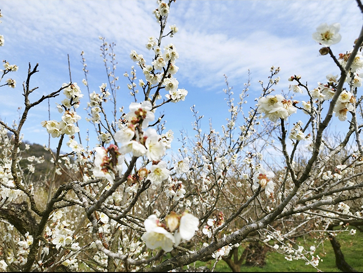 【第35回 七折梅まつり 愛媛/砥部町】 今年も七折梅まつりの季節が到来