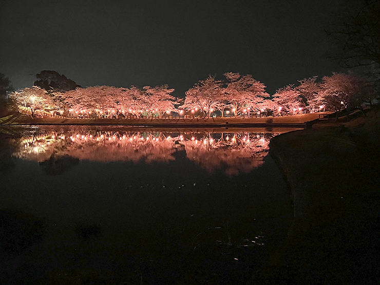 【宇和運動公園桜まつり 愛媛/西予市】 お腹も心も大満足！ 地元愛溢れるお祭りで春を満喫