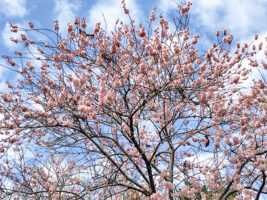 【今週末は3連休！】3/20～22に家族でカップルで楽しめる映画・体験・フリマなどおすすめイベント