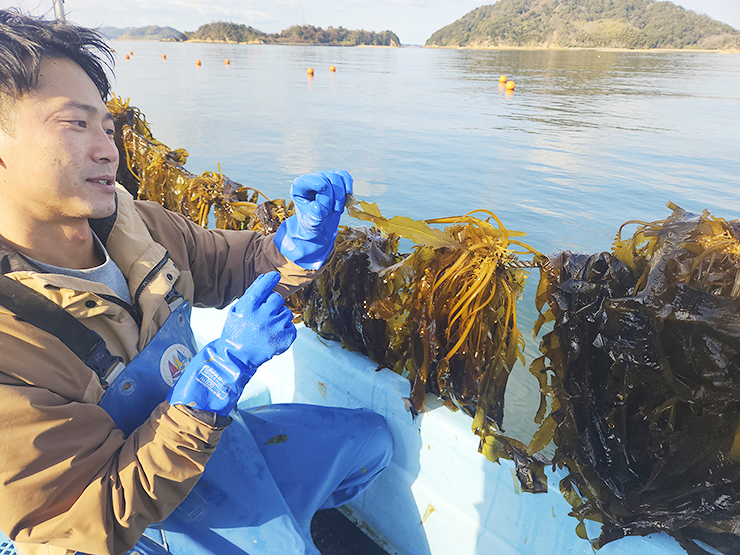 この時期限定！ 白石浩也さんの 『新芽の生わかめ』 がすごい！ 【愛媛/今治市】