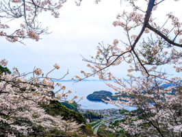 第37回野福峠さくら祭り 愛媛/西予市】 春の絶景と地域の魅力を楽しむ