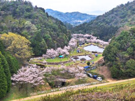 【第31回朝倉ダム緑水公園まつり 愛媛/今治市】 桜と釣りを楽しむ春の特別な一日