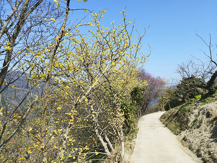 第35回 七折梅まつりで春の息吹を体感 【愛媛/砥部町】