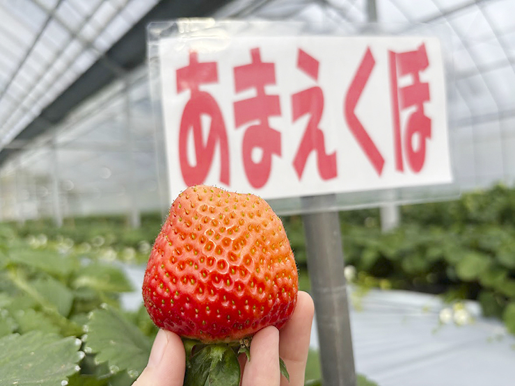 わくわくモニターツアーで心温まる1日！ 新鮮ないちご、手作りピザ、校舎見学の旅♪ 【愛媛/伊予市】