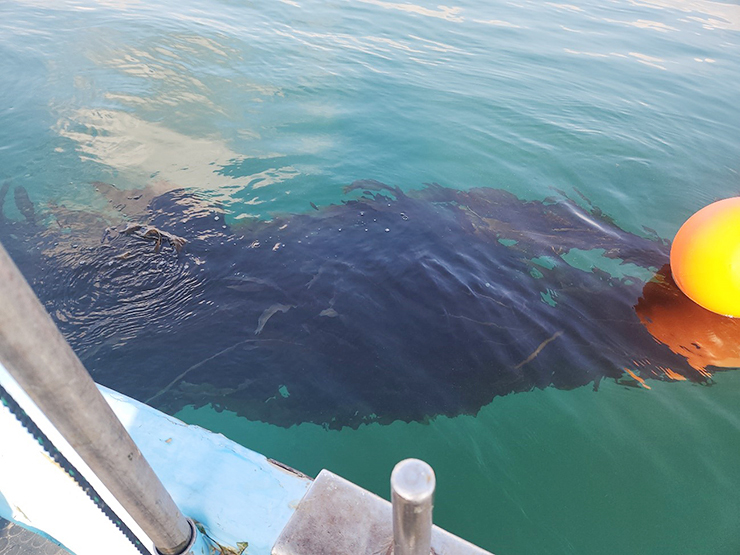 この時期限定！ 白石浩也さんの 『新芽の生わかめ』 がすごい！ 【愛媛/今治市】