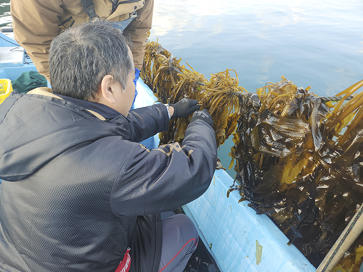 この時期限定！ 白石浩也さんの 『新芽の生わかめ』 がすごい！ 【愛媛/今治市】