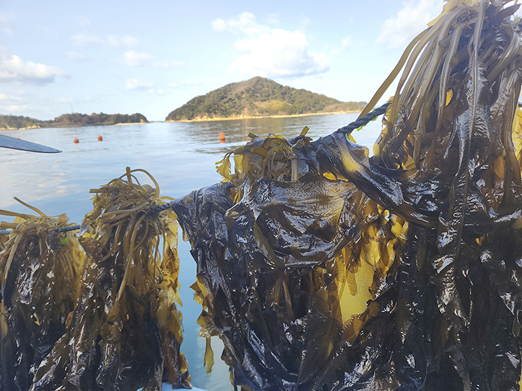 この時期限定！ 白石浩也さんの 『新芽の生わかめ』 がすごい！ 【愛媛/今治市】