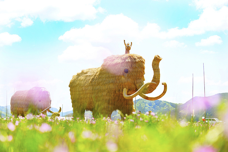 第49回宇和れんげまつり 愛媛/西予市】 日本一のもちつき大会で春を