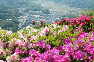 【冨士山つつじまつり 愛媛/大洲市】 色とりどりのつつじで春の絶景を満喫
