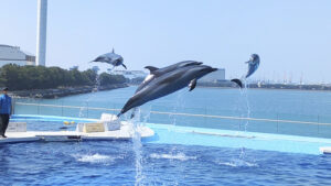 GWのお出かけにもおすすめ!! 四国最大級の四国水族館で子どもも大人も大興奮。 【香川/綾歌郡】