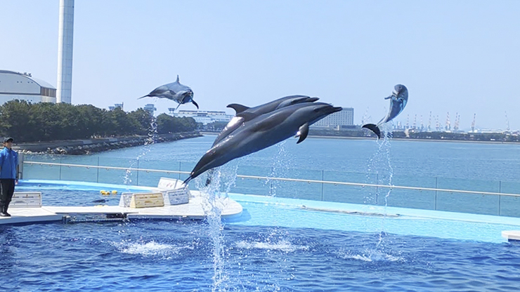 GWのお出かけにもおすすめ!! 四国最大級の四国水族館で子どもも大人も大興奮。 【香川/綾歌郡】