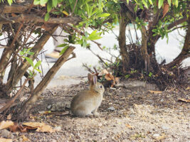 のんびり癒されるうさぎ島の旅♪ 子連れで行く大久野島 【広島県/竹原市】
