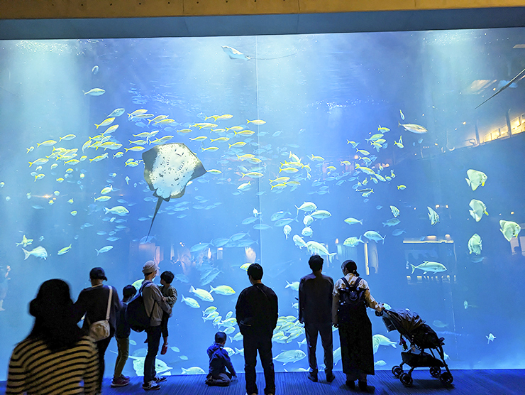 GWのお出かけにもおすすめ!! 四国最大級の四国水族館で子どもも大人も大興奮。 【香川/綾歌郡】
