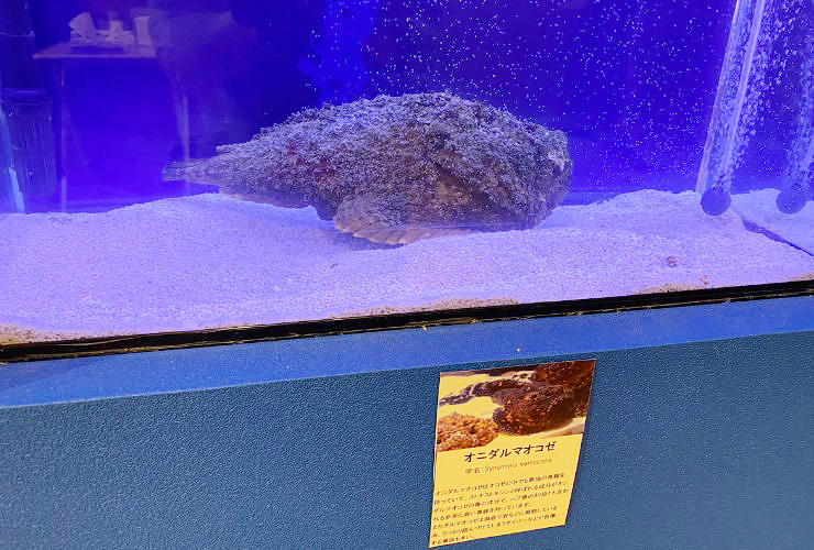 小さい子どもも楽しい、小さな水族館を大満喫してきました！ 【愛媛/新居浜市】