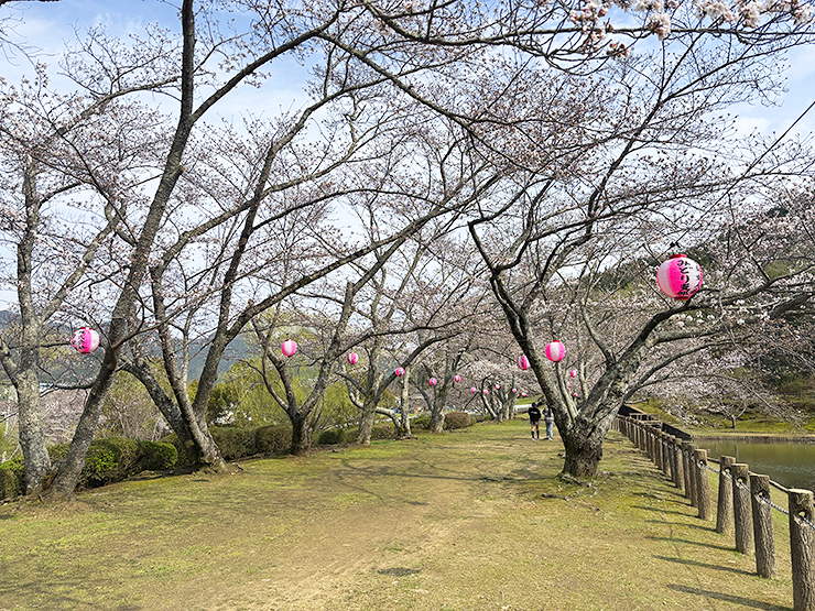 宇和町の桜スポット！ 宇和運動公園桜まつり 【愛媛/西予市】