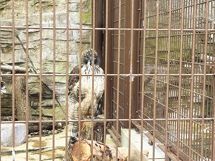 本物がい～～～～～～っぱい！ 愛媛県立とべ動物園【愛媛/松山市】