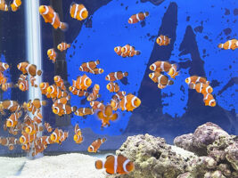 遊べる水族館 in イオンモール新居浜でワクワク体験 【愛媛/新居浜市】