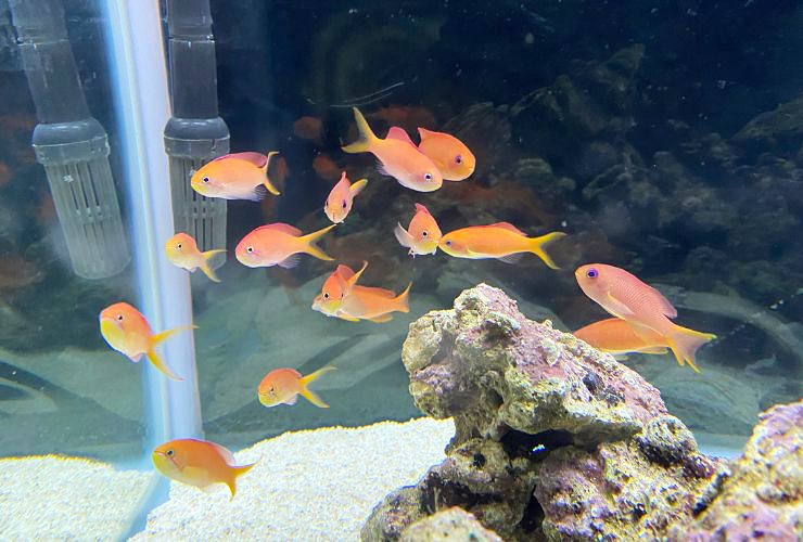 小さい子どもも楽しい、小さな水族館を大満喫してきました！ 【愛媛/新居浜市】