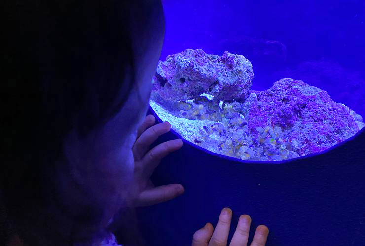 小さい子どもも楽しい、小さな水族館を大満喫してきました！ 【愛媛/新居浜市】