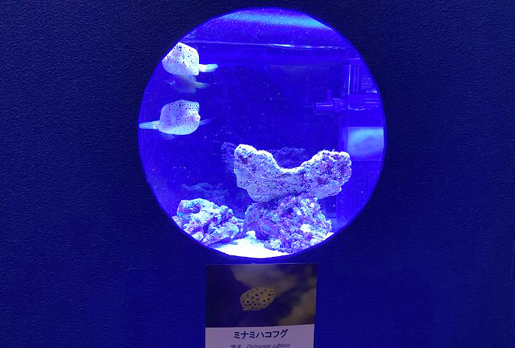 小さい子どもも楽しい、小さな水族館を大満喫してきました！ 【愛媛/新居浜市】