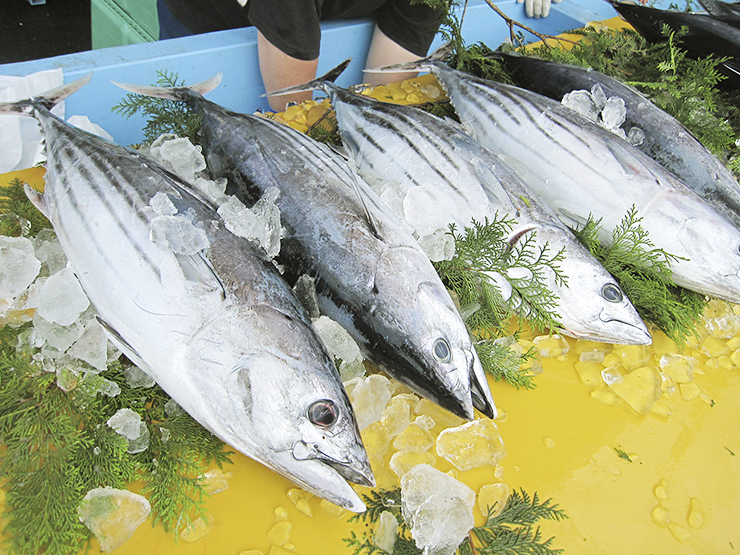 【愛南町かつお祭り 愛媛/愛南町】 愛南びやびやかつおほか海の幸＆山の幸グルメを食べ尽くせ！