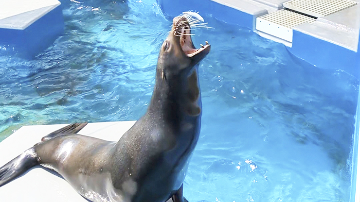 GWのお出かけにもおすすめ!! 四国最大級の四国水族館で子どもも大人も大興奮。 【香川/綾歌郡】